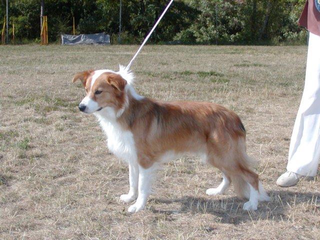 photo117.jpg - Klubová výstava 4.8.2007 - Cherokee Rubínové srdce