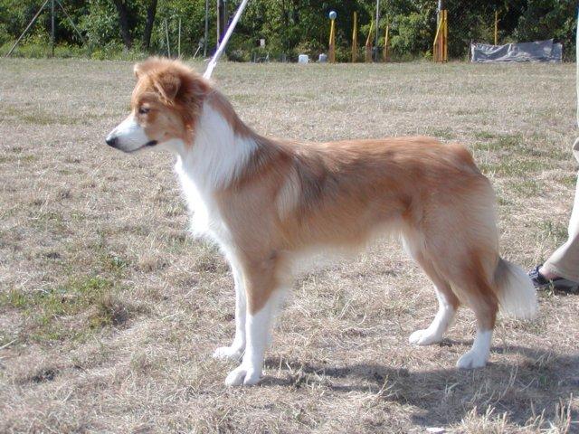 photo120.jpg - Klubová výstava 4.8.2007 - Chelsea Rubínové srdce