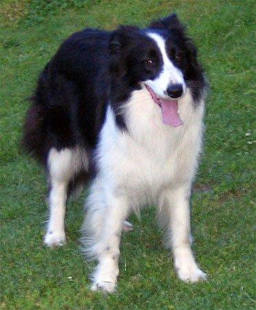 photo02.jpg - Hefra Rubínové srdce