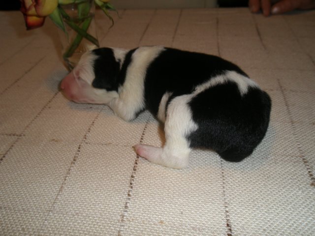 photo153.jpg - vrh J - narozen 17.12.2007 (Gondor Rubínové srdce x Gina Miveko). Pejsek