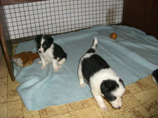 photo170.jpg - vrh J - narozen 17.12.2007 - 4 týdny