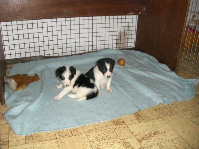 photo171.jpg - vrh J - narozen 17.12.2007 - 4 týdny