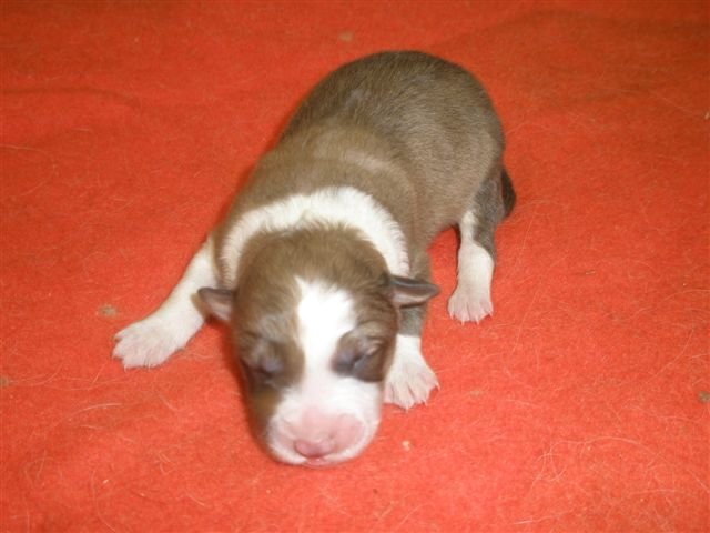 photo173.jpg - vrh K - narozená 11.2.2008 (Arien Aglar Wonderfull dream x Charollais Rubínové srdce). Fenka