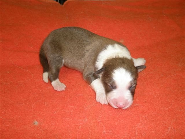 photo178.jpg - vrh K - narozen 11.2.2008 (Arien Aglar Wonderfull dream x Charollais Rubínové srdce). Pejsek