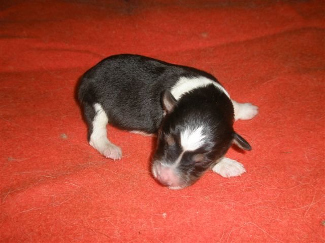 photo179.jpg - vrh K - narozen 11.2.2008 (Arien Aglar Wonderfull dream x Charollais Rubínové srdce). Pejsek