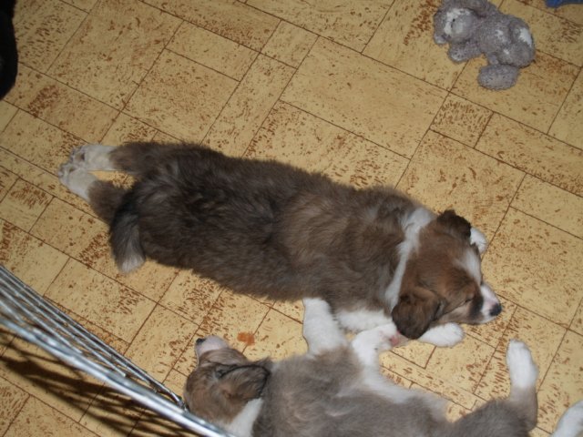 photo195.jpg - vrh K - 5 týdnů. Narozen 11.2.2008 (Arien Aglar Wonderfull dream x Charollais Rubínové srdce)