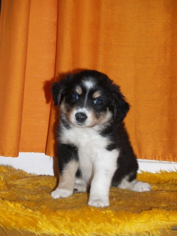 photo196.jpg - vrh K - 6 týdnů. Narozen 11.2.2008 (Arien Aglar Wonderfull dream x Charollais Rubínové srdce)