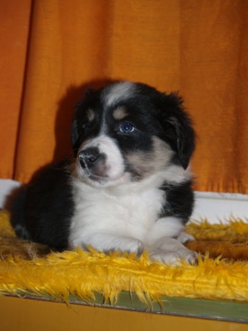 photo197.jpg - vrh K - 6 týdnů. Narozen 11.2.2008 (Arien Aglar Wonderfull dream x Charollais Rubínové srdce)
