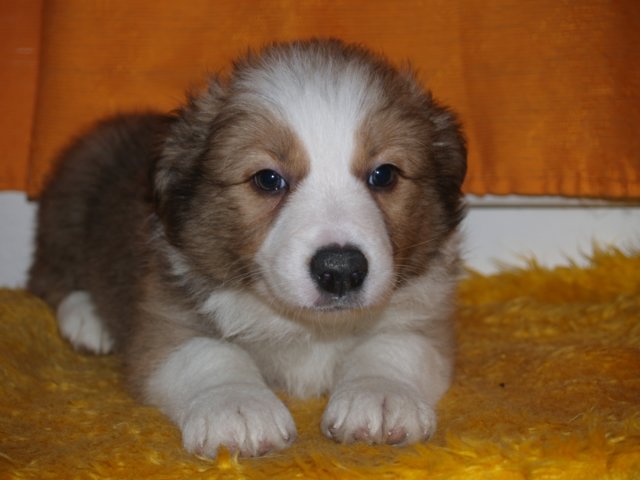 photo198.jpg - vrh K - 6 týdnů. Narozen 11.2.2008 (Arien Aglar Wonderfull dream x Charollais Rubínové srdce)