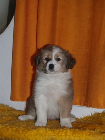 photo199.jpg - vrh K - 6 týdnů. Narozen 11.2.2008 (Arien Aglar Wonderfull dream x Charollais Rubínové srdce)