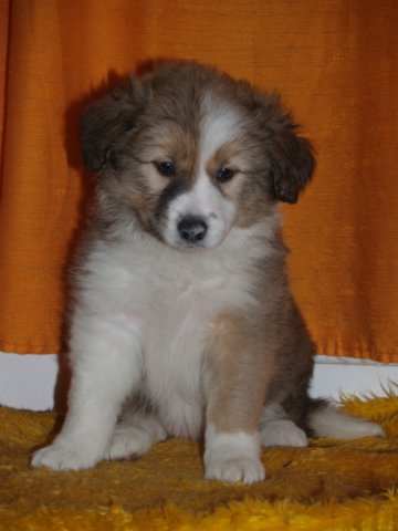 photo201.jpg - vrh K - 6 týdnů. Narozen 11.2.2008 (Arien Aglar Wonderfull dream x Charollais Rubínové srdce)