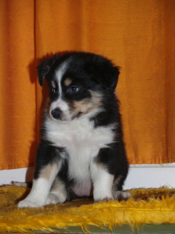 photo202.jpg - vrh K - 6 týdnů. Narozen 11.2.2008 (Arien Aglar Wonderfull dream x Charollais Rubínové srdce)