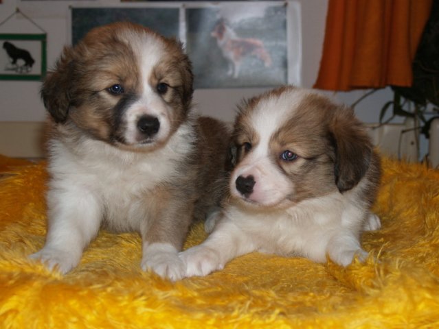 photo204.jpg - vrh K - 6 týdnů. Narozen 11.2.2008 (Arien Aglar Wonderfull dream x Charollais Rubínové srdce)