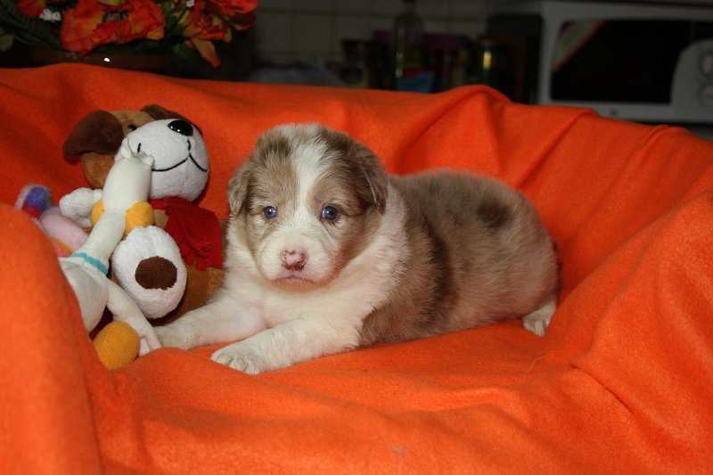 fena1red-merle-4tydny-01.jpg - fena č. 1 (*21.7.2011) - 4 týdny - red-merle