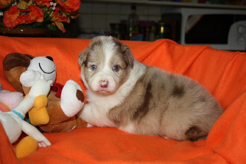 fena1red-merle-4tydny-02.jpg - fena č. 1 (*21.7.2011) - 4 týdny - red-merle