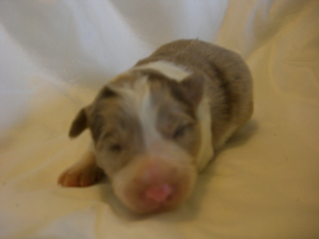 fena1red-merle-7dni-01.jpg - fena č. 1 (*21.7.2011) - 7 dní - red-merle