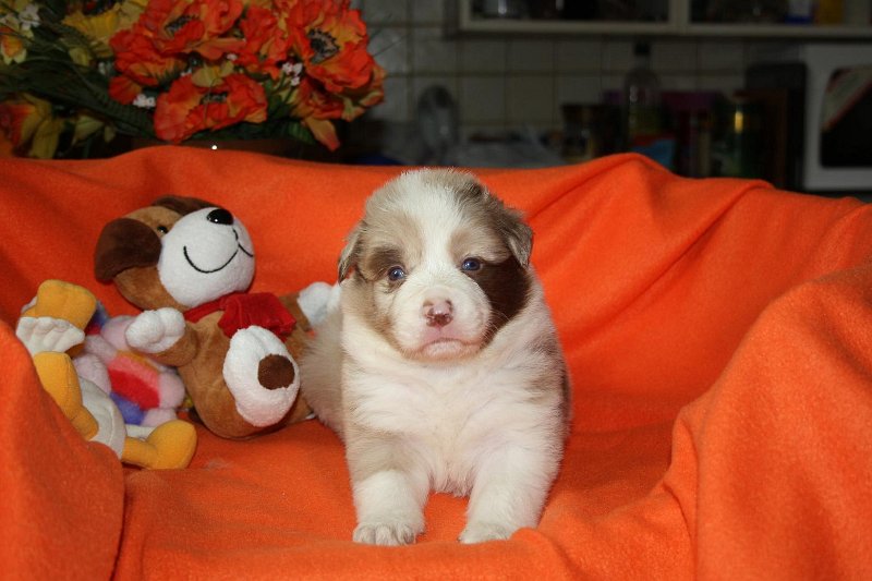 fena2red-merle-4tydny-01.jpg - fena č. 2 (*21.7.2011) - 4 týdny - red-merle